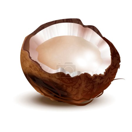 Téléchargez les illustrations : Illustration vectorielle réaliste de noix de coco sur fond blanc - en licence libre de droit