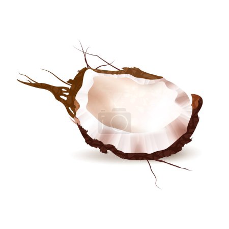 Vector realistic coconut illustration on white