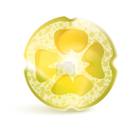 Vector slice ripe lemon citrus fruit on a white