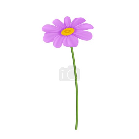 Vector realistic purple chrysanthemum flowers casting shadow on white background