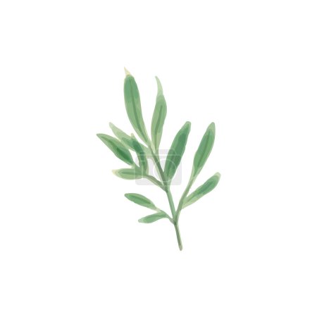 Vector watercolor plant leaf on white
