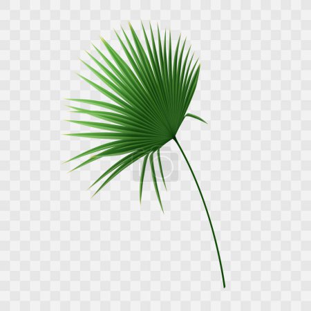 Téléchargez les illustrations : Vecteur feuille de palmier ventilateur isolé sur fond blanc - en licence libre de droit