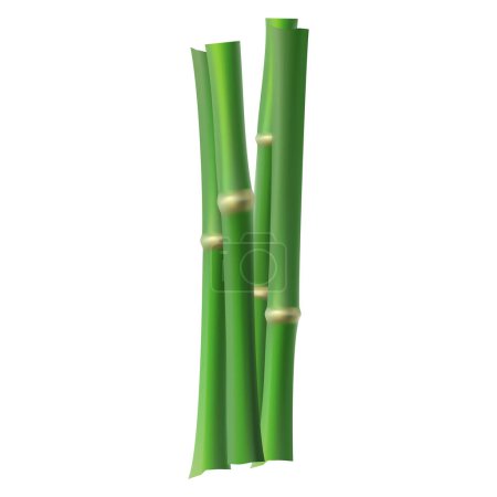 Vector many bamboo stalks illustration on white background