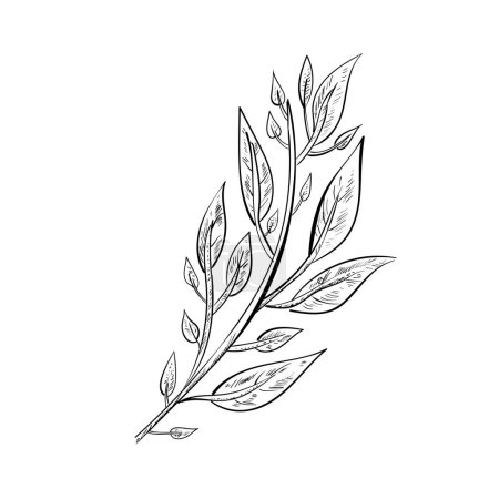 vecteur ligne dessinée à la main art floral élément décoratif, feuille, fleur, herbe et branche doodle botanique