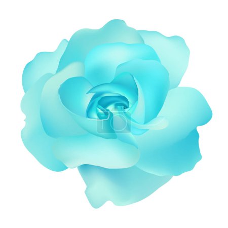 Illustration for Vector beautiful blue rose isolated on white background photorealistic gradient mesh - Royalty Free Image