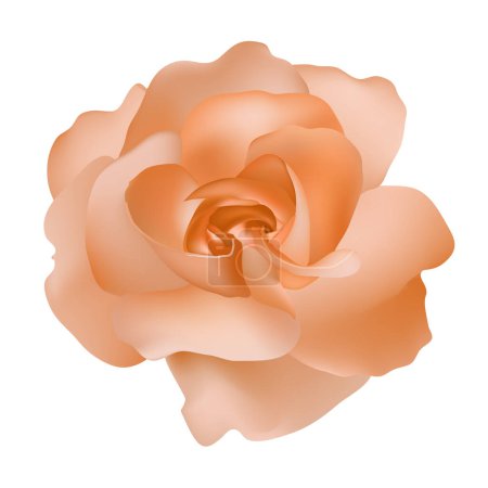 Illustration for Vector beautiful orange rose isolated on white background photorealistic gradient mesh - Royalty Free Image