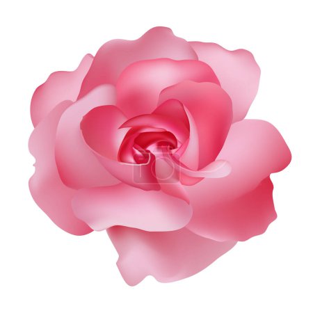 Vector beautiful pink rose isolated on white background photorealistic gradient mesh