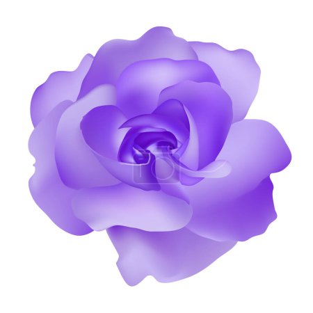 Vector beautiful purple rose isolated on white background photorealistic gradient mesh