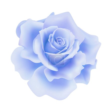 Vector blue rose flower on isolated background
