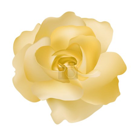 Illustration for Vector beautiful yellow rose isolated on white background photorealistic gradient mesh - Royalty Free Image