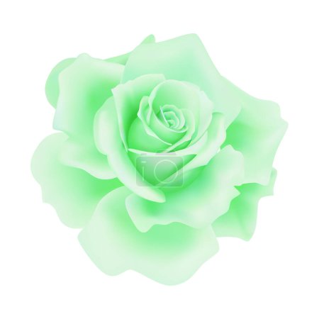 Illustration for Vector green rose flower on isolated background - Royalty Free Image