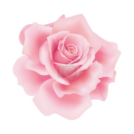 Illustration for Vector pink rose flower on isolated background - Royalty Free Image