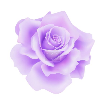 Vector purple rose flower on isolated background