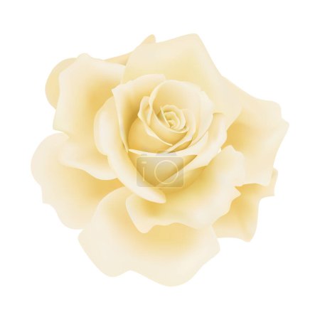 Vector yellow rose flower on isolated background