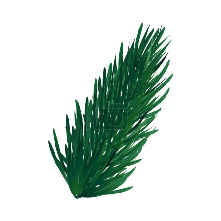 Vector green fir tree twig on white