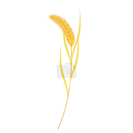 Vector realistic wheat composition on white