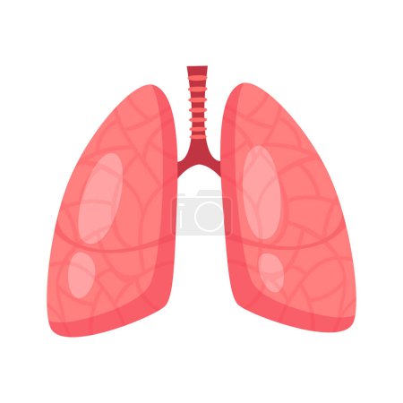 Vector human internal organ with lungs