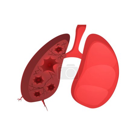 Vector realista pulmones órganos humanos aislados