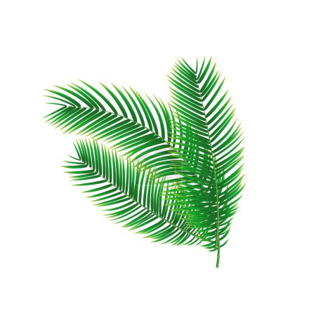 Vector tropical green palm leaves isolated set