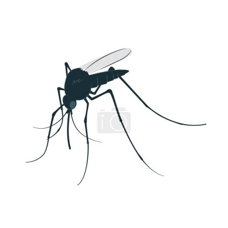 Vector mosquito close up side view isolated on white background.