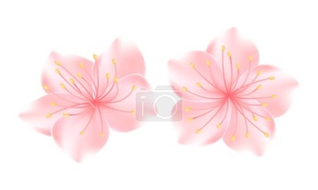 Téléchargez les photos : Sakura vecteur réaliste ou fleur de cerisier - en image libre de droit