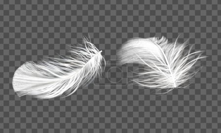 vector white bird feathers transparent realistic set isolated