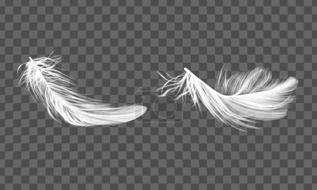 plumes d'oiseau blanc vecteur ensemble réaliste transparent isolé