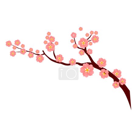 vector sakura branches and flowers