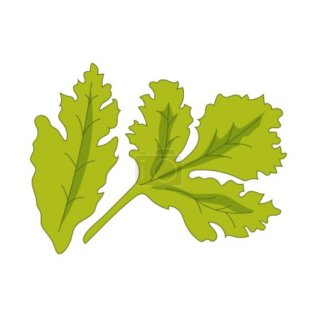 Vector coriander green leafy vegetables for healthy cooking