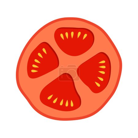 vector fresh red tomato sliced on white background