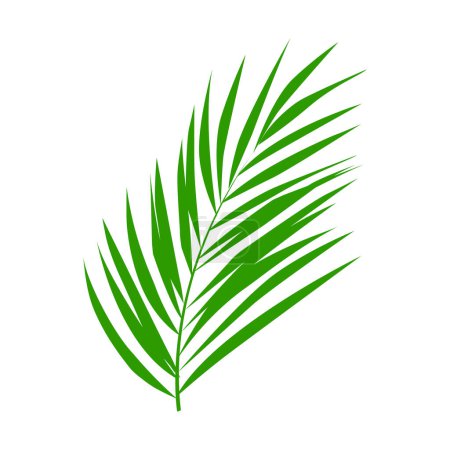 Vektor-Palmenblätter isoliert auf weiß
