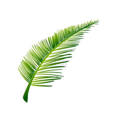 Téléchargez les illustrations : Feuilles de palmier vert tropical vecteur isolées sur blanc - en licence libre de droit