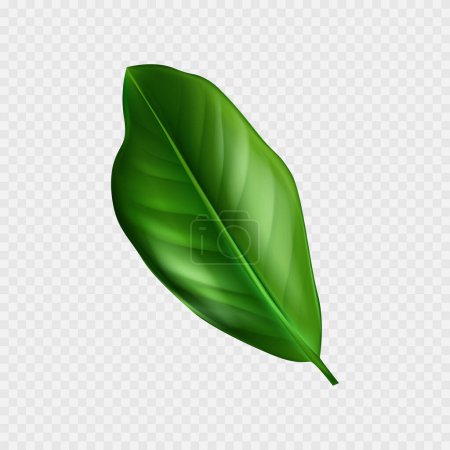 Realistic tropical plants green leaf design