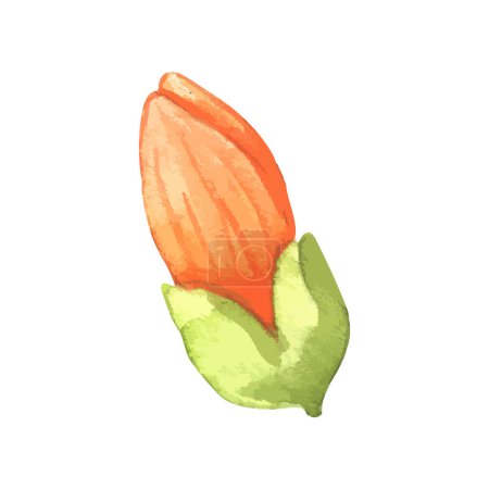Ilustración de Acuarela flor ilustración en un blanco - Imagen libre de derechos