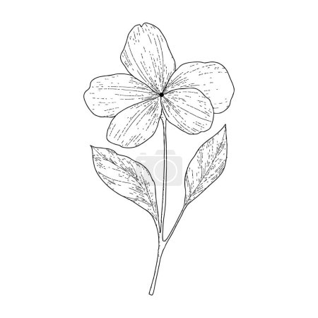 Hand drawn simple flower outline on white background