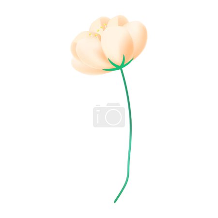 Téléchargez les illustrations : Illustration réaliste de fleur de cerisier sur fond blanc - en licence libre de droit