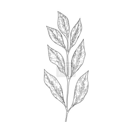 Rama dibujada a mano hojas botánicas contorno sobre fondo blanco