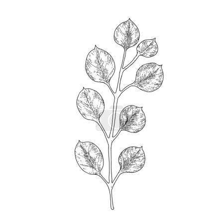 Rama dibujada a mano bosquejo de hojas botánicas