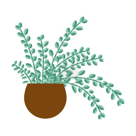 organische flache Zimmerpflanze auf weißem Hintergrund