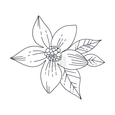 Aesthetic decorative line art illustration of leaf floral on white