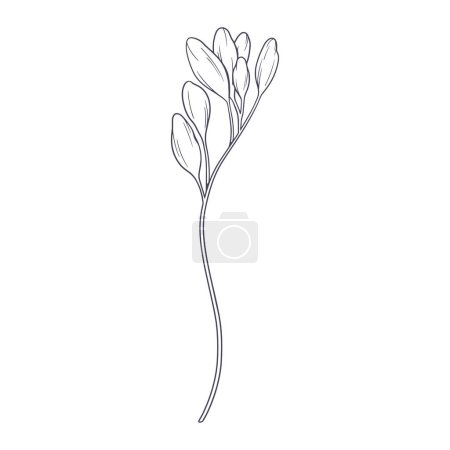 Hand drawn simple flower outline illustration on white background