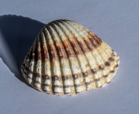 Foto de Detalle de concha marina Berberechos ásperos (Acanthocardia tuberculata). - Imagen libre de derechos