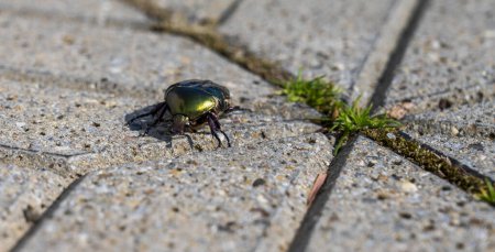 Photo for Close-up of green cetonia aurata beetle on concrete floor - Royalty Free Image