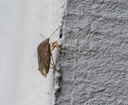 Téléchargez les photos : Gros plan d'un coléoptère brun Halyomorpha halys avec des gouttes d'eau sur le dos. Il escalade le mur blanc. - en image libre de droit