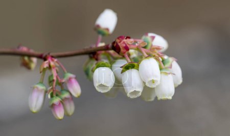 Photo for White flowers of the Vaccinium corymbosum plant - Royalty Free Image