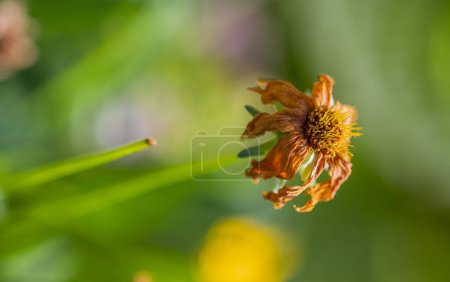 Téléchargez les photos : Vieille fleur orange sèche de la plante Coreopsis sur tige verte. Fond flou. - en image libre de droit