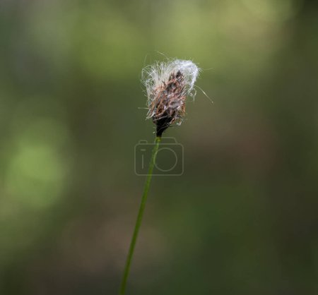 Photo for White hairy flower of the Eriophorum plant - Royalty Free Image