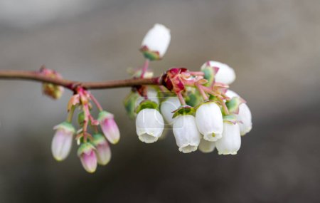 Photo for White flowers of the Vaccinium corymbosum plant - Royalty Free Image
