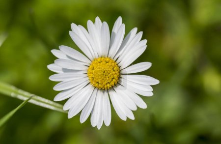 Detail of the white and yellow flower of Bellis perennis