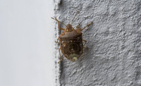 Téléchargez les photos : Gros plan d'un coléoptère brun Halyomorpha halys avec des gouttes d'eau sur le dos. Il escalade le mur blanc. - en image libre de droit